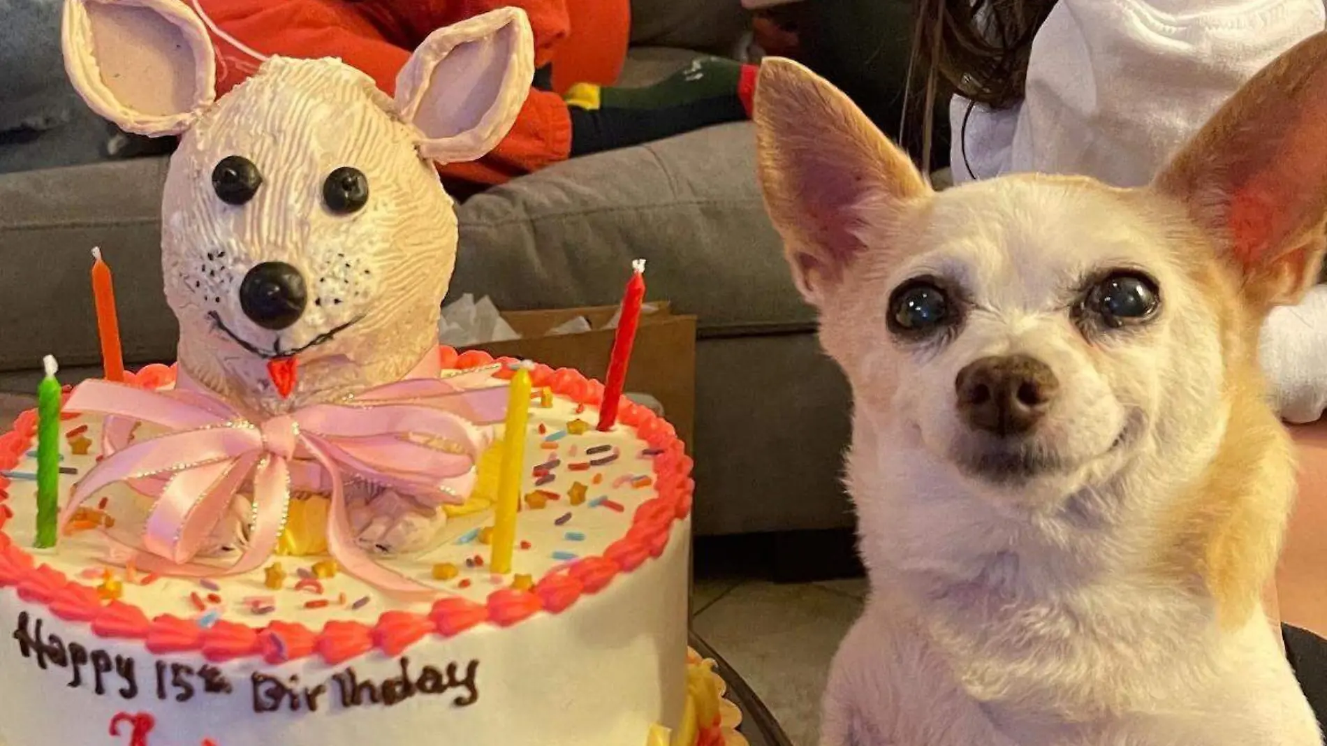 Celebran cumpleaños de Chihuahua como quinceañera